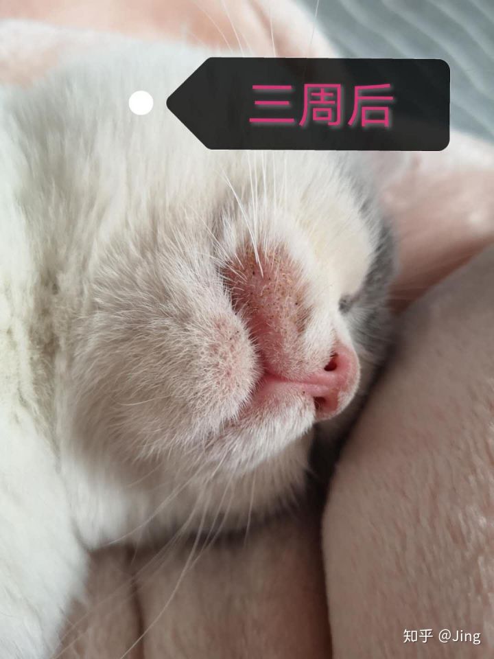 猫癣护理,幼猫猫癣最快治愈方法