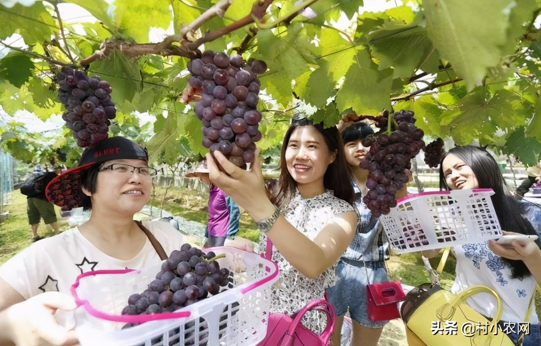 农村创业2021年种植什么前景最好,适合农村的创业好项目养殖