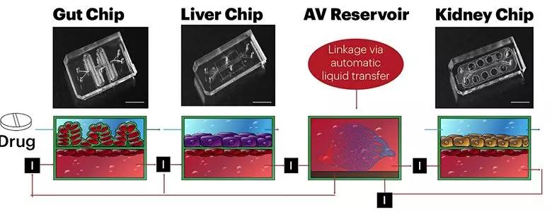 芯片上造器官,芯片人体植入技术解析