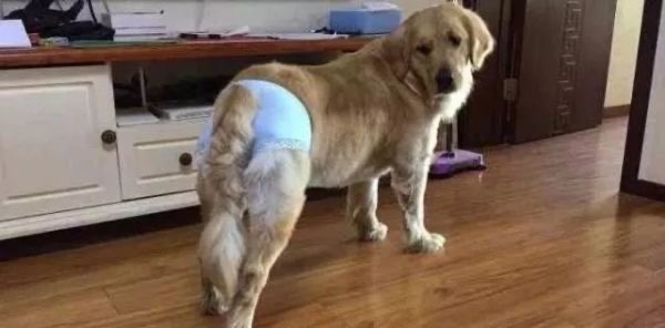 狗狗生理期突然来袭，铲屎官动手DIY，真是不给汪留一点情面