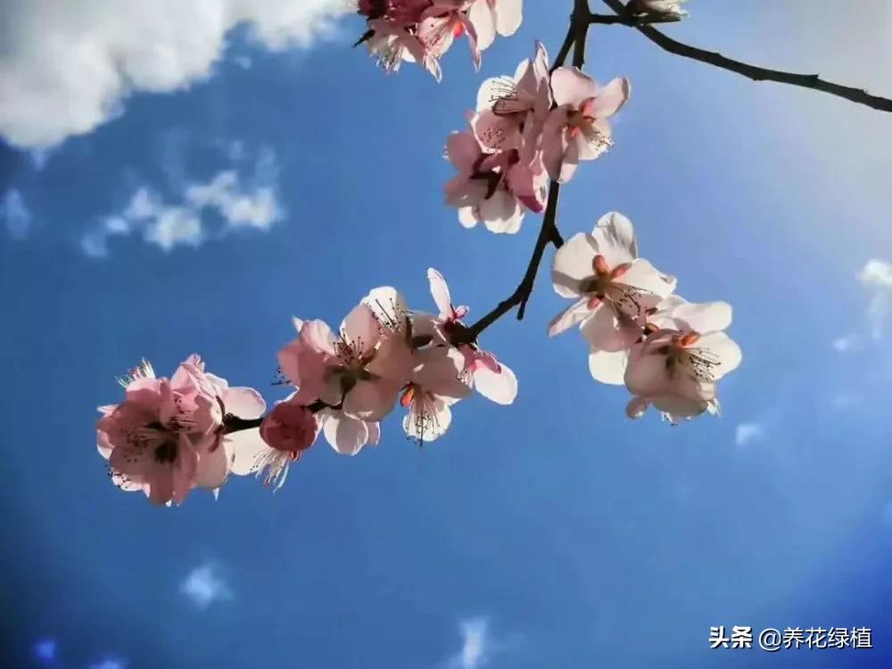今天清明是晴天好还是下雨好,清明节前一天下雨有什么说法