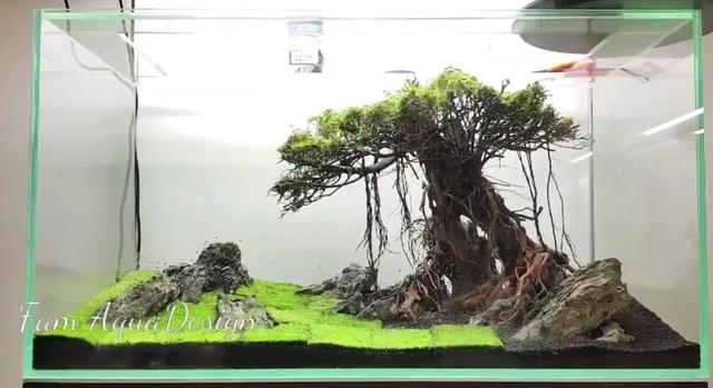 莫斯树到底好不好,莫斯树是什么