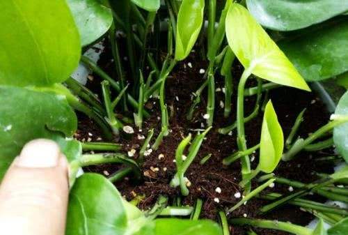 绿萝冻伤,绿萝被冻伤怎么补救