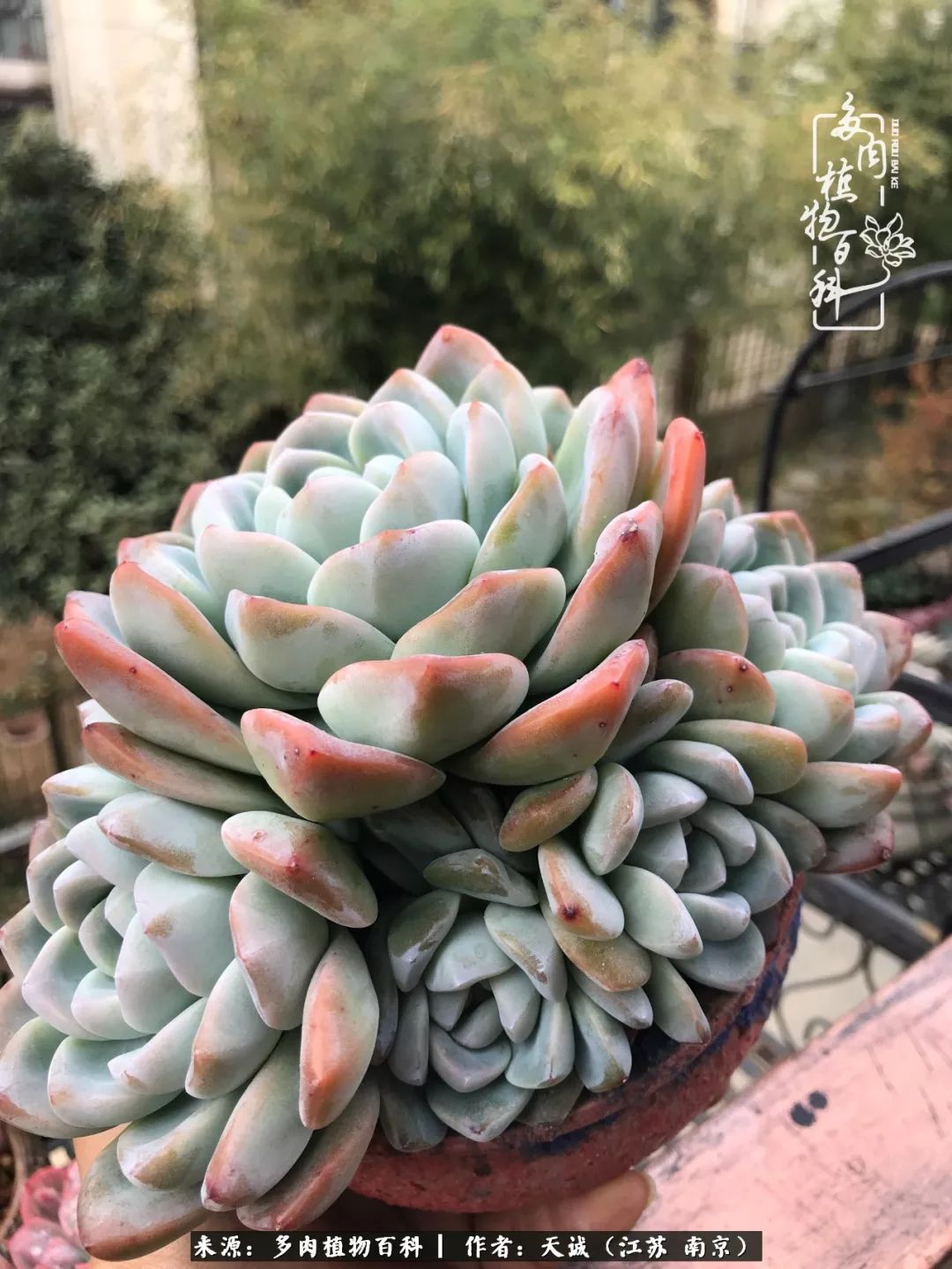 鍙拱瀵圭殑涓嶄拱璐电殑灏忔牱,鍙拱瀵圭殑涓嶄拱璐电殑鍥剧墖灞曠ず