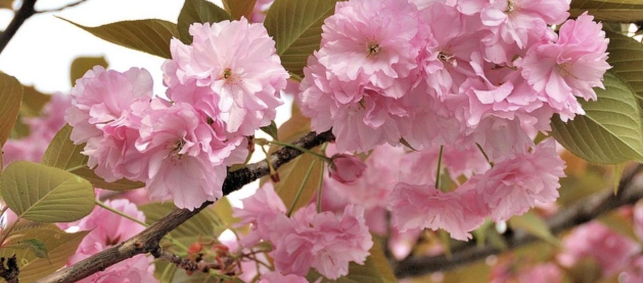 又到了一年一度赏樱花的季节,又是一年樱花开快来沉浸式赏樱