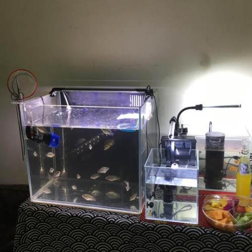 鱼缸背滤改造最佳方法,普通家用小鱼缸能改底滤