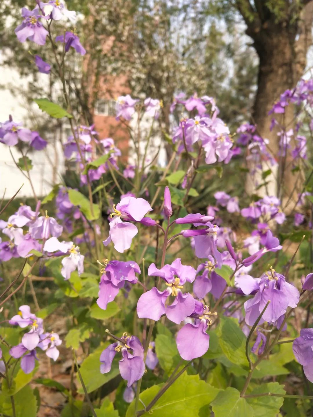 衡水最美的夫妻档,衡水十四中幸福一生