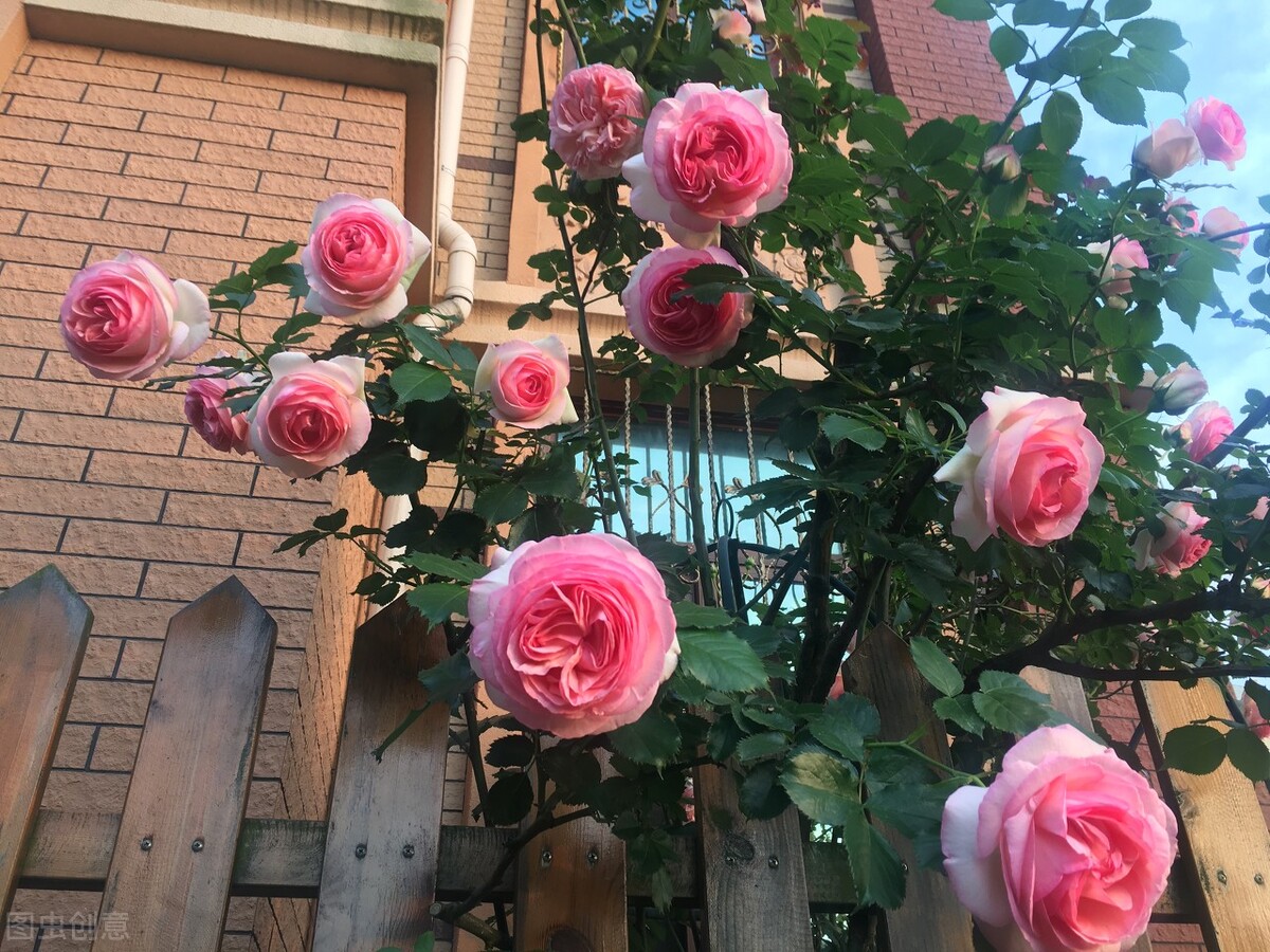 都说它们是“花园三宝”，我却觉得是“花园三坑”，你觉得呢