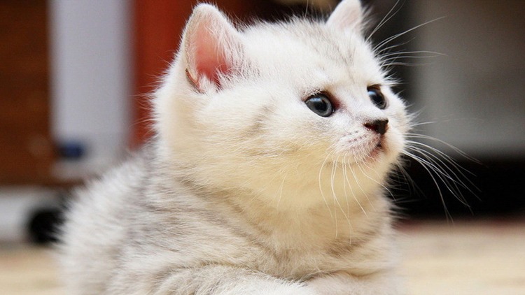 如何从猫咪的叫声中听懂信息,解读猫咪的各种叫声