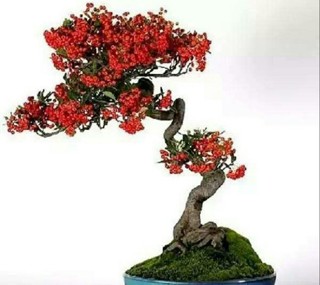野外火棘盆景如何修根,火棘盆景粗扎细剪的造型方法图片
