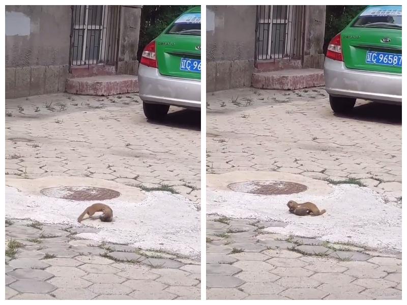 黄鼠狼捕猎视频直播,黄鼠狼24小时直播间