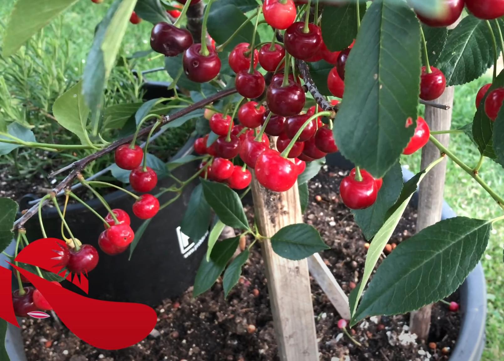 家中盆栽樱桃好吗视频,樱桃如何做小盆栽好看