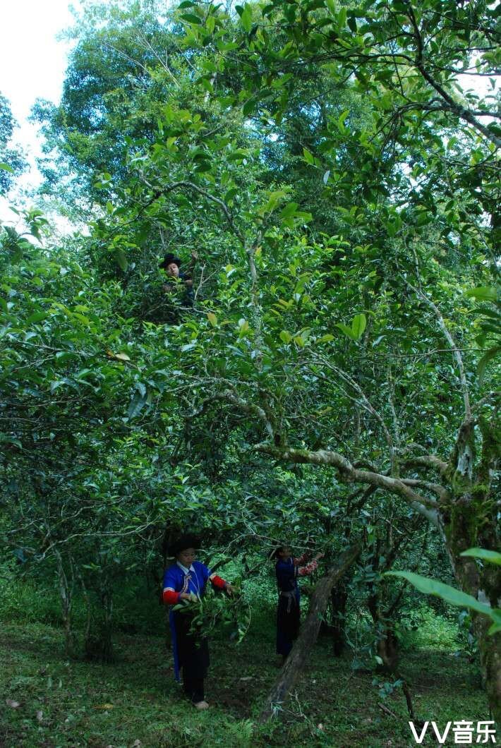 米兰水源好闻吗,勐仑米兰山泉