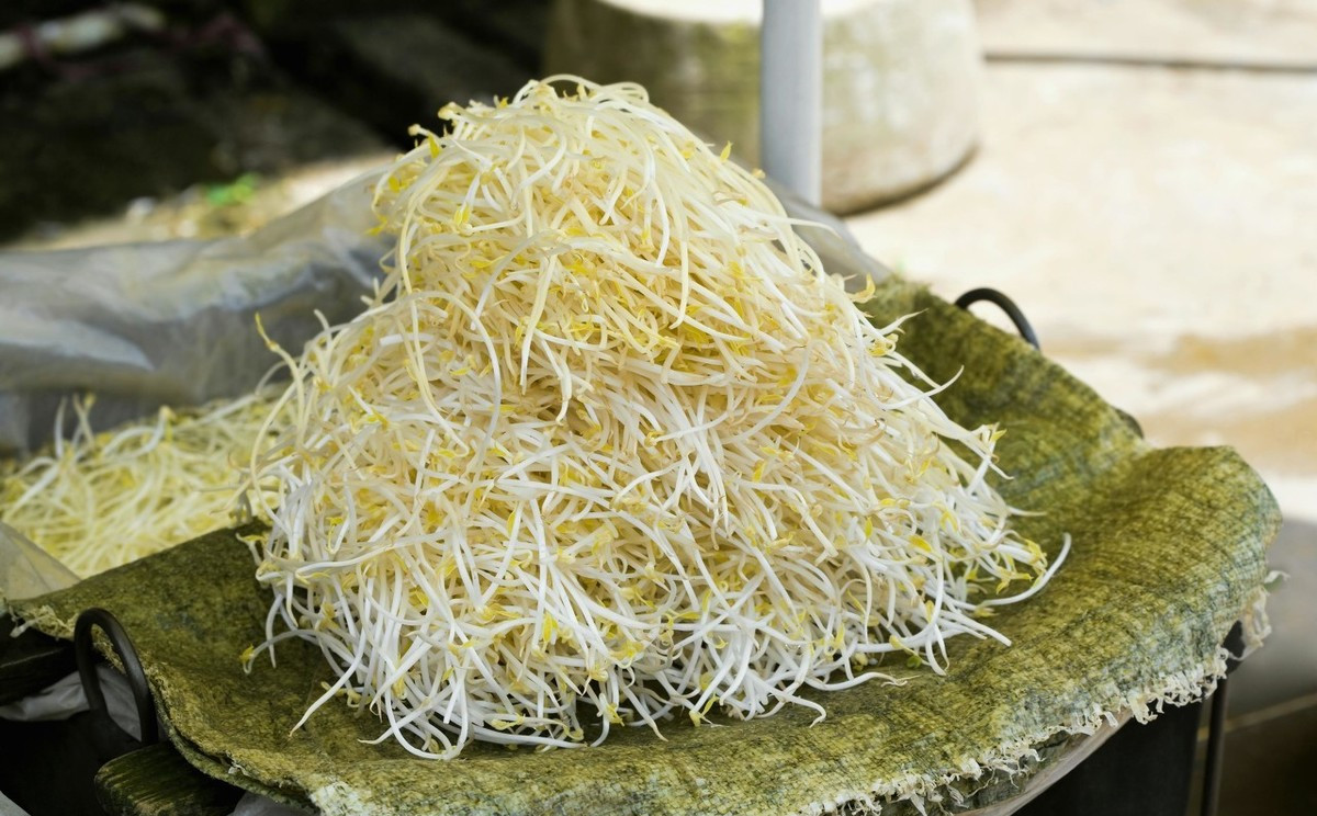 豆芽菜培育盆,豆芽菜培育几次后烂根