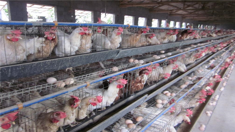 蛋鸡怎么养又保温度又通风,蛋鸡养殖怎么保持鸡蛋新鲜