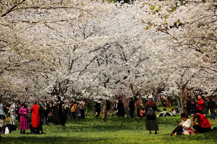 鑻遍泟褰掓潵妯辫姳鏈夌害,妯辫姳鐩涘紑鑻遍泟褰掓潵瀹屾暣瑙嗛