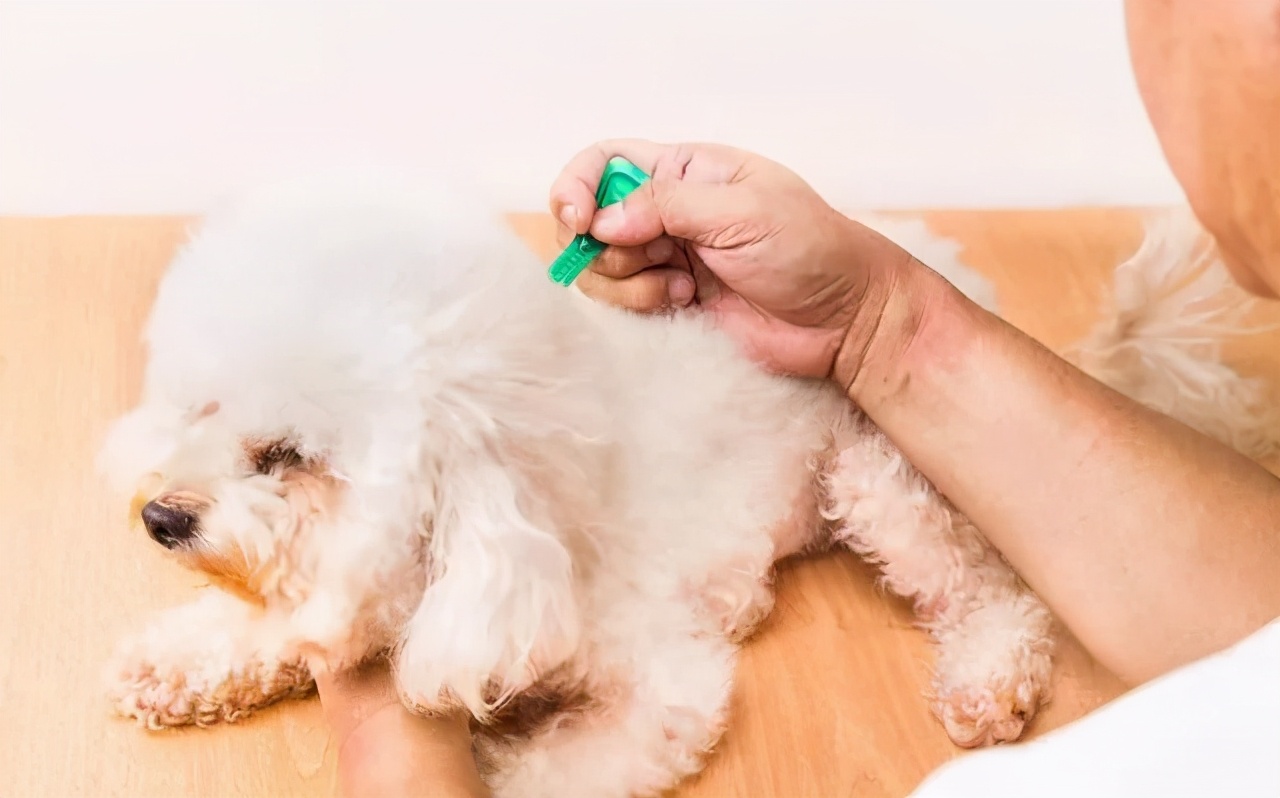 狗狗怎么避免趾间炎,狗狗趾间炎怎么预防