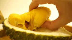 猫山王榴莲上市了吗,猫山王榴莲几月份成熟上市