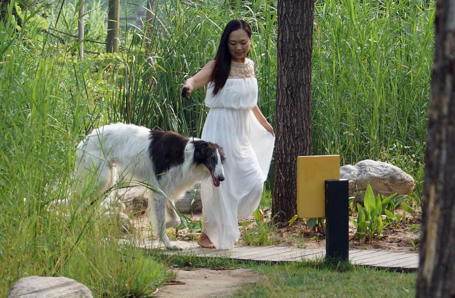 女生真的更喜欢大型犬吗,大型犬为什么会咬人