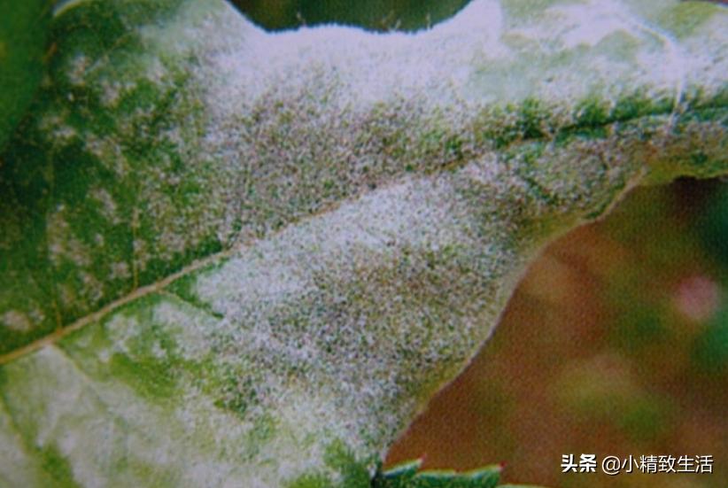 月季花是“药罐子”，常见10种病虫害，预防第一，救治第二