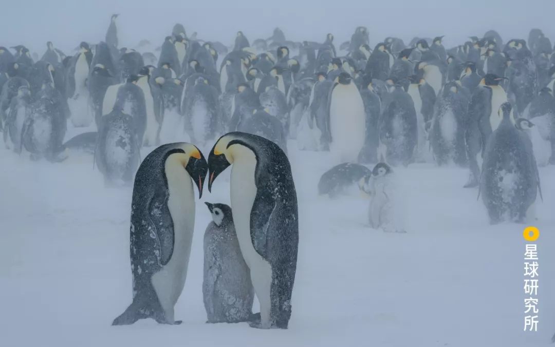 每一张图都有一个故事你想听哪个,每一张图都是清晰的记忆
