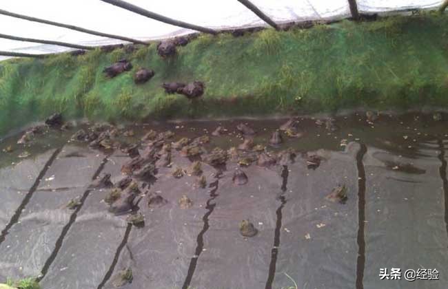 青蛙的饲养技术是什么,青蛙的养殖技术视频直播