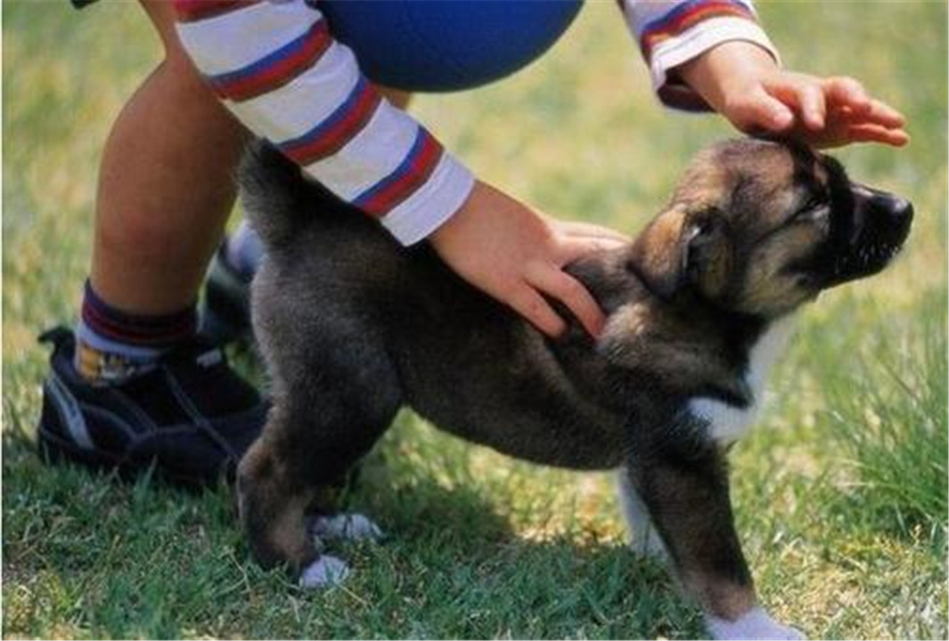 妈妈买小鹅当宠物越养越大,给小孩养鹅当宠物好吗