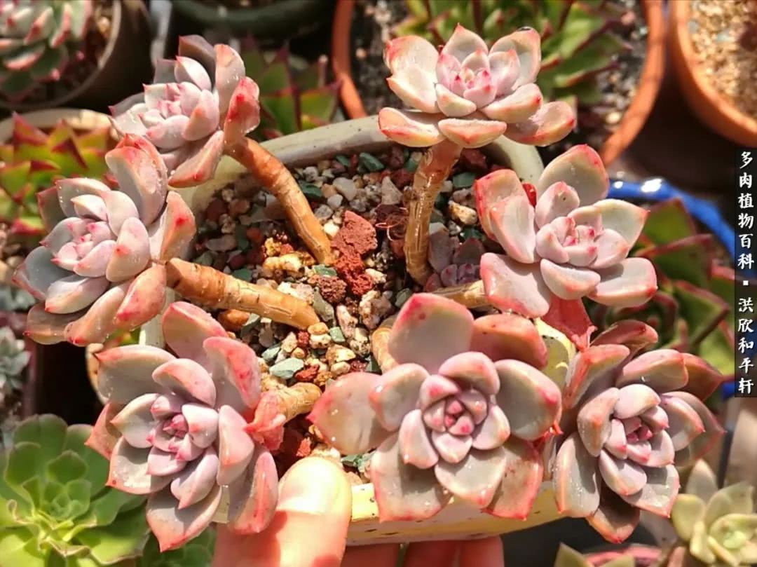 多肉的四季轮回,四季轮回多肉