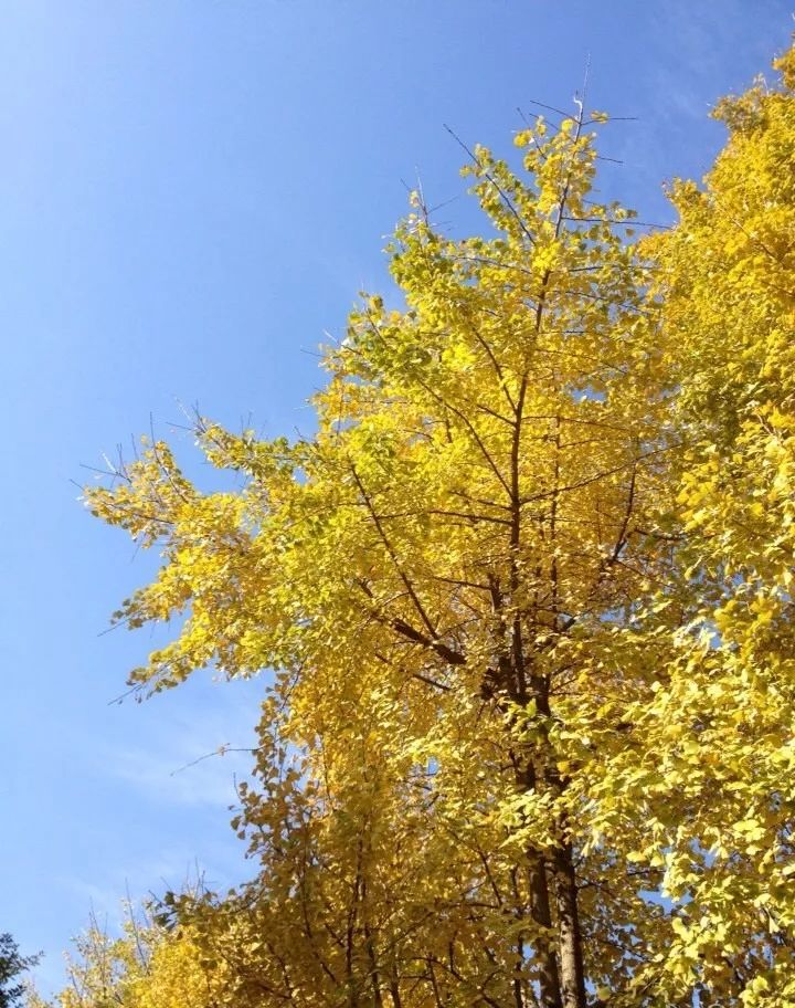 温州秋冬的银杏树确实美,温州最原生态银杏