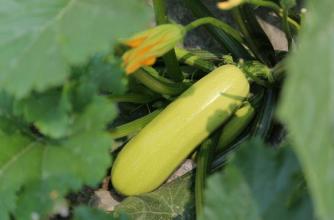 西葫芦要防治什么病,冬季露天西葫芦病虫害防治办法