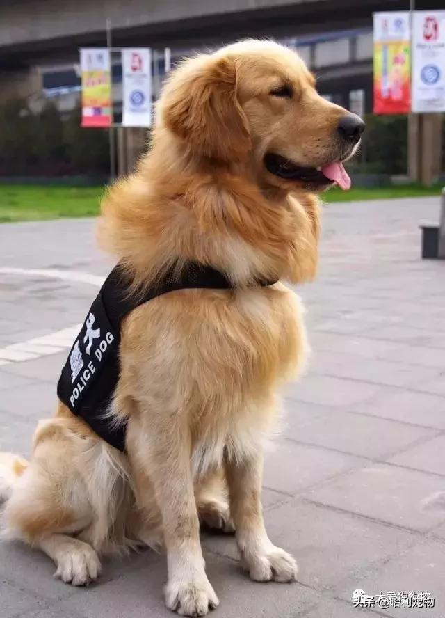 金毛犬聪明吗,德国牧羊犬聪明还是金毛犬聪明