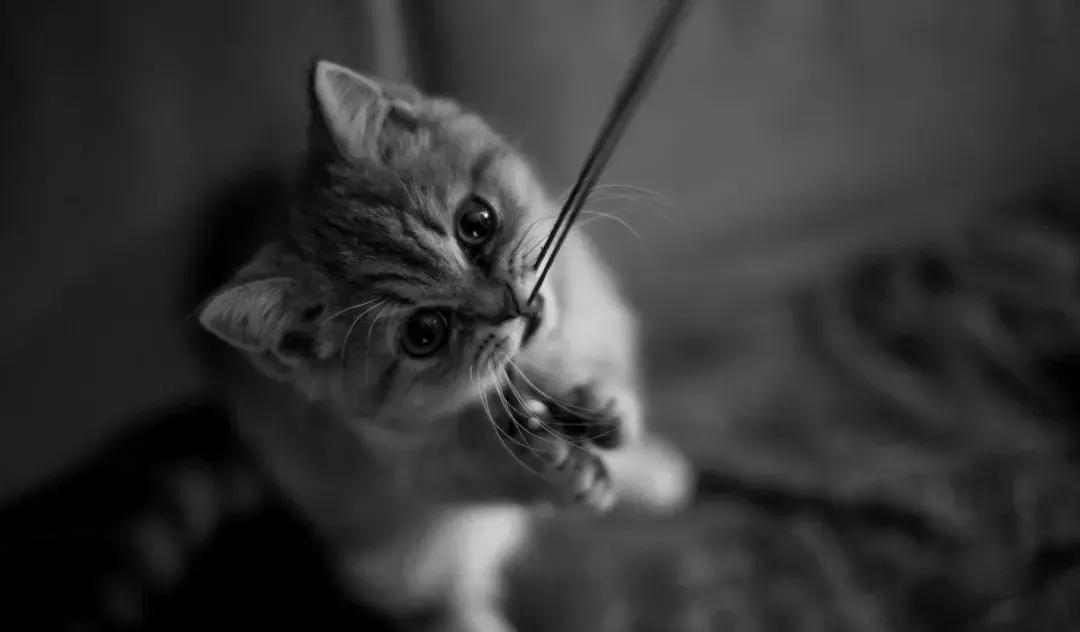 猫咪误食异物怎么处理,猫咪误食硬物怎么办