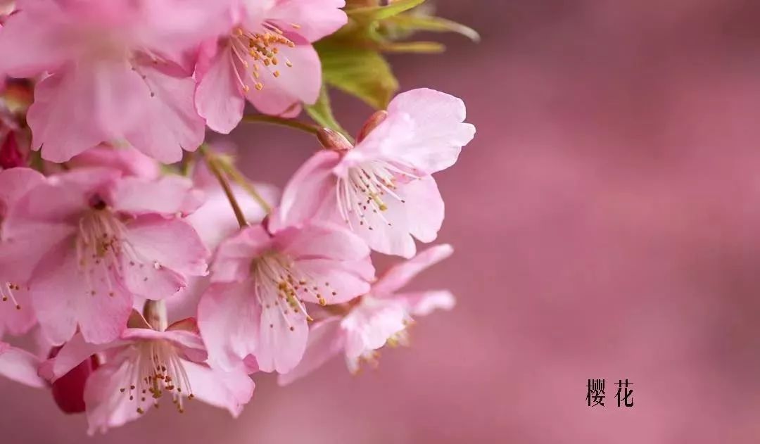 鲜花店常见花材品种大全,花店里同款的两种不同价格的花材