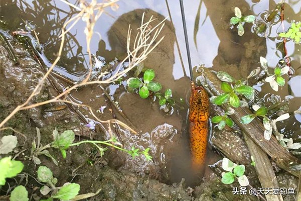 黄鳝钓法详细步骤,野生黄鳝钓鲤鱼