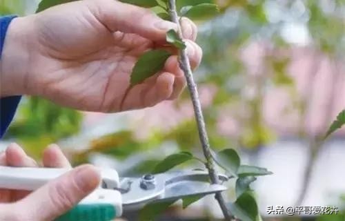 养花该怎么修剪花根,养花新手修剪步骤图解