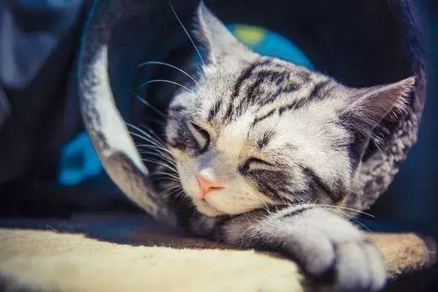 养猫咪新手入门必知哪种猫好养,养猫如何挑选猫咪