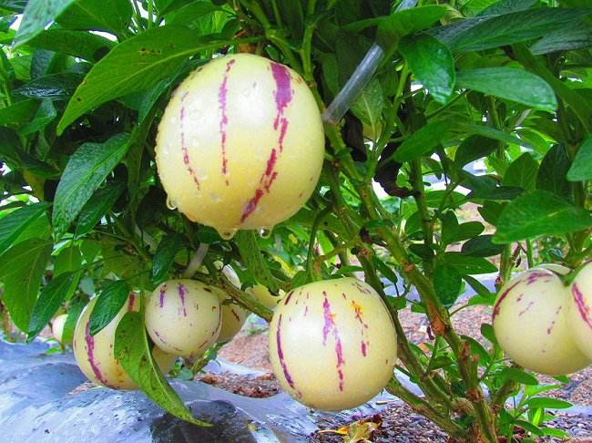 人参果树可以做什么,人参果的栽培方法