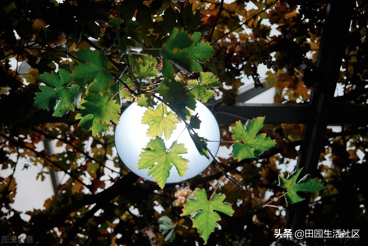 乡村民宿经营模式及思路,康养民宿的经营模式