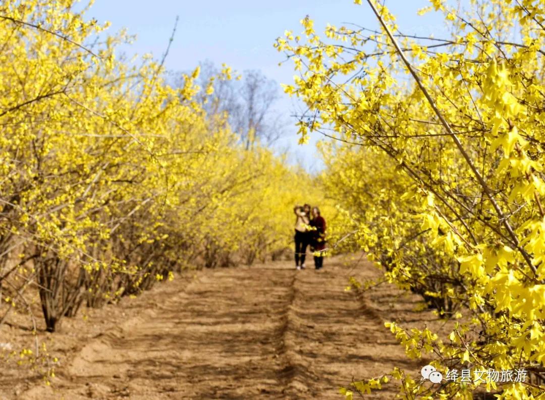美丽乡村百花节,美丽乡村山花节