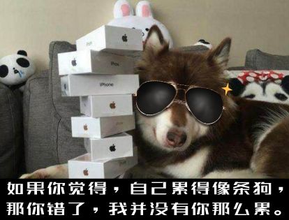 金毛哈士奇萨摩阿拉斯加,哈士奇阿拉斯加萨摩拉雪橇视频