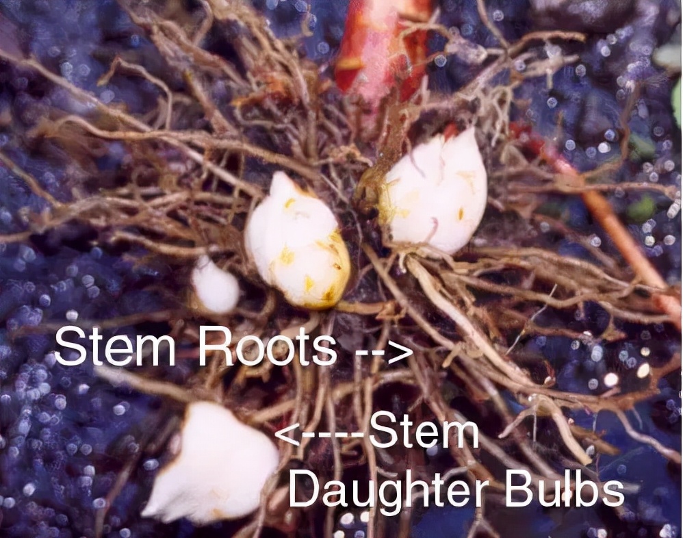 卷丹百合种球繁殖步骤图解,百合种球萌芽1厘米了怎么养护