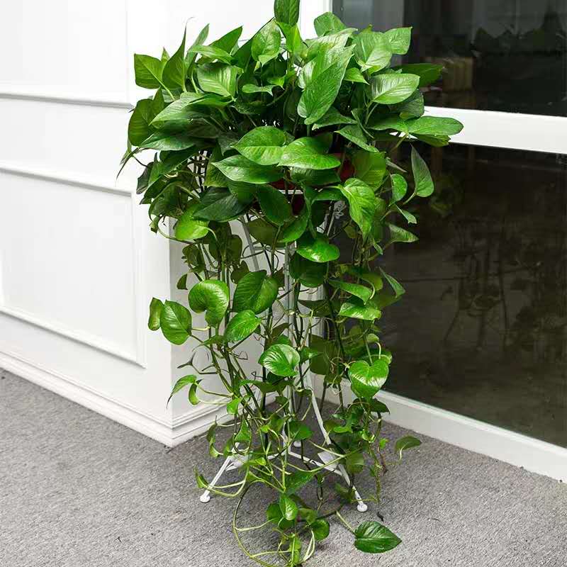 “绿萝”干叶尖,是因为缺水?还是因为空气湿度低?可别弄错了!