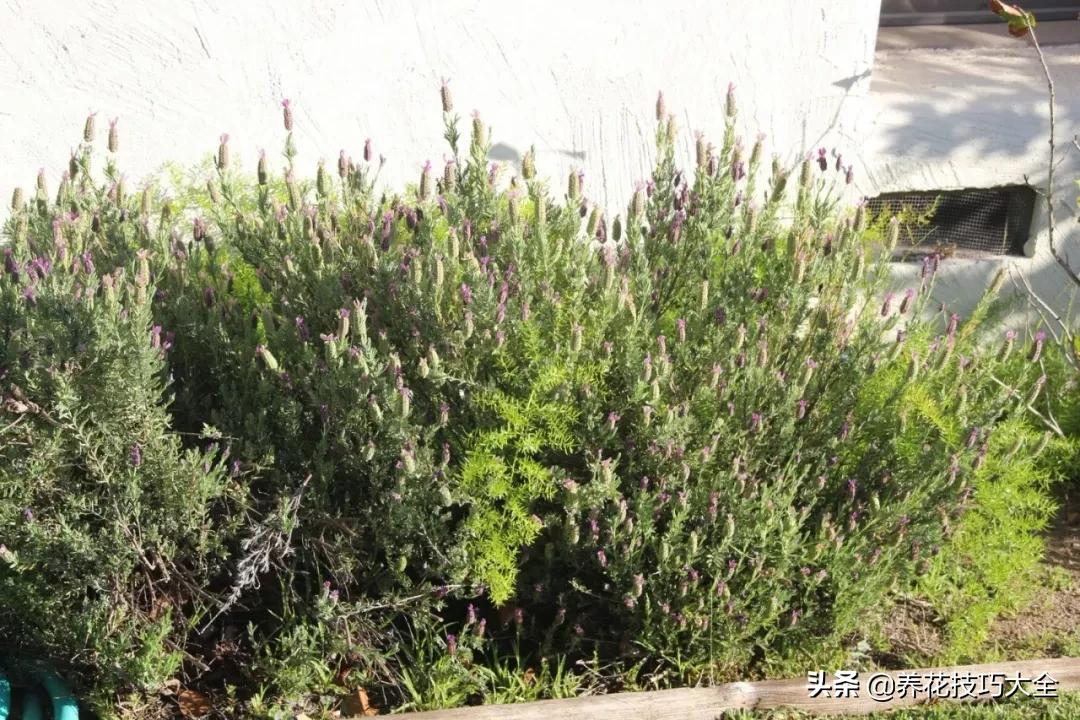 衣草种植养护方法步骤图片,法国衣草怎么养护视频讲解