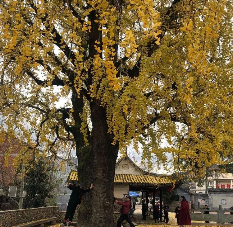 温州秋冬的银杏树确实美,温州最原生态银杏
