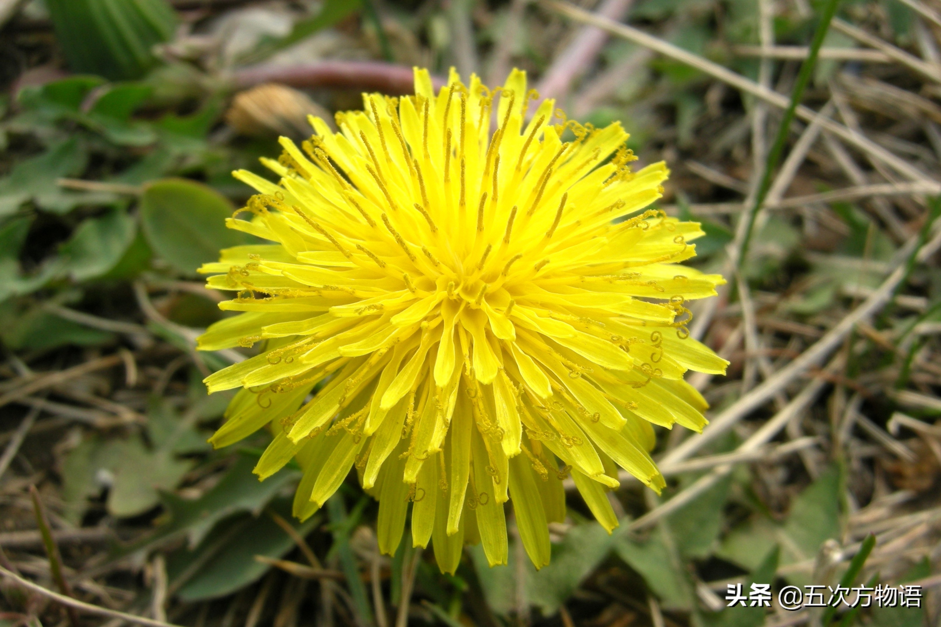 带你详细了解蒲公英,想了解一下蒲公英的图片