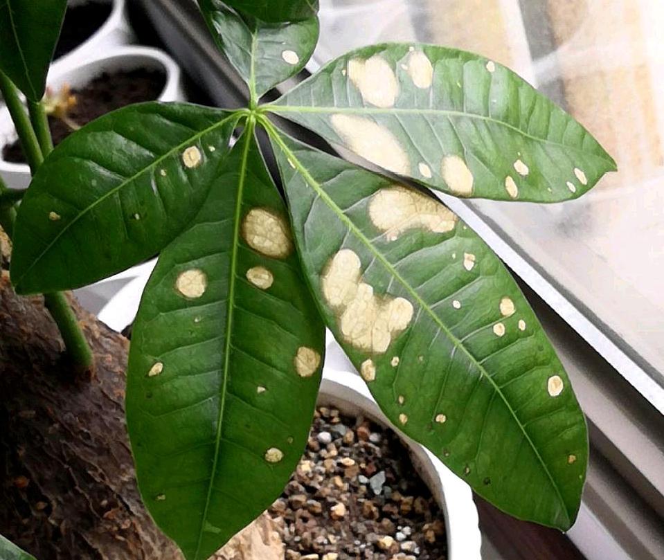 发财树叶子出现斑点是怎么回事,发财树叶子白色斑点怎么解决