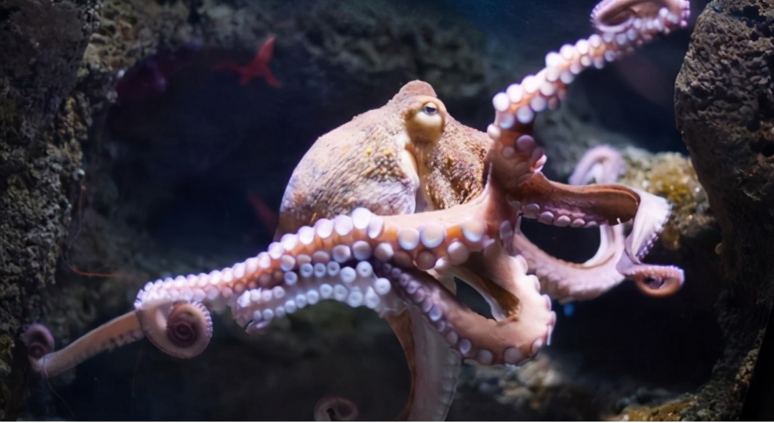 章鱼真的是外星来客吗,章鱼是不是外星生物