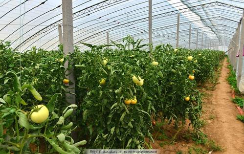 番茄酸腐病的防治方法,番茄得了脐腐病怎么办