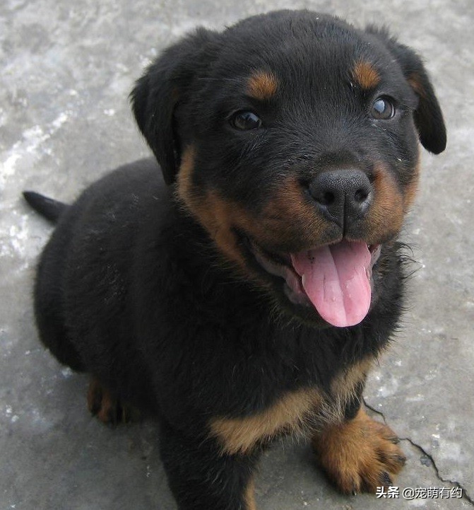 罗威纳成年犬怎样听话,罗威纳犬温顺听话