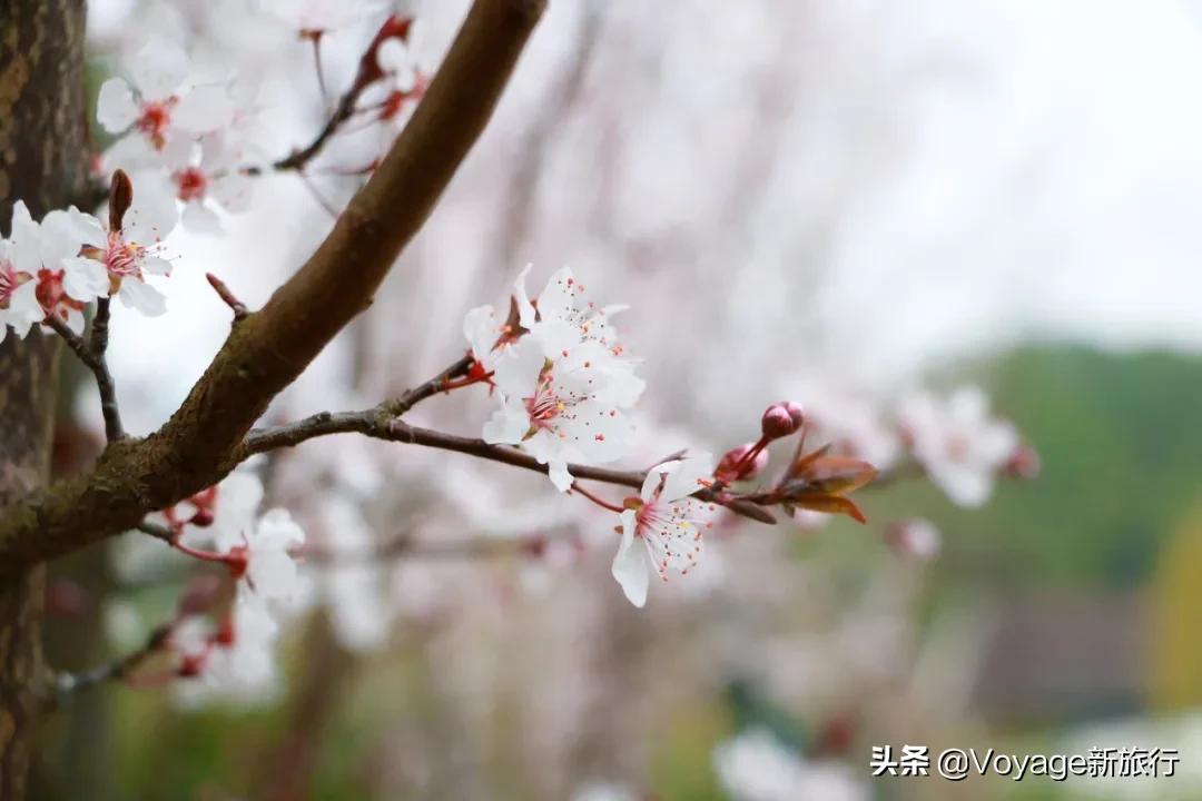 旅行民宿春天赏花,附近哪里有赏花民宿